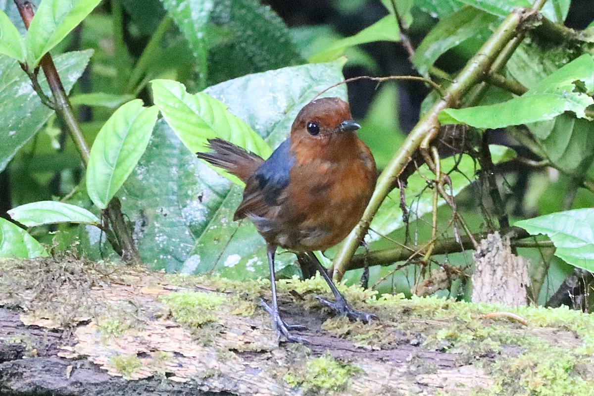 Bornean Shortwing - ML620670746