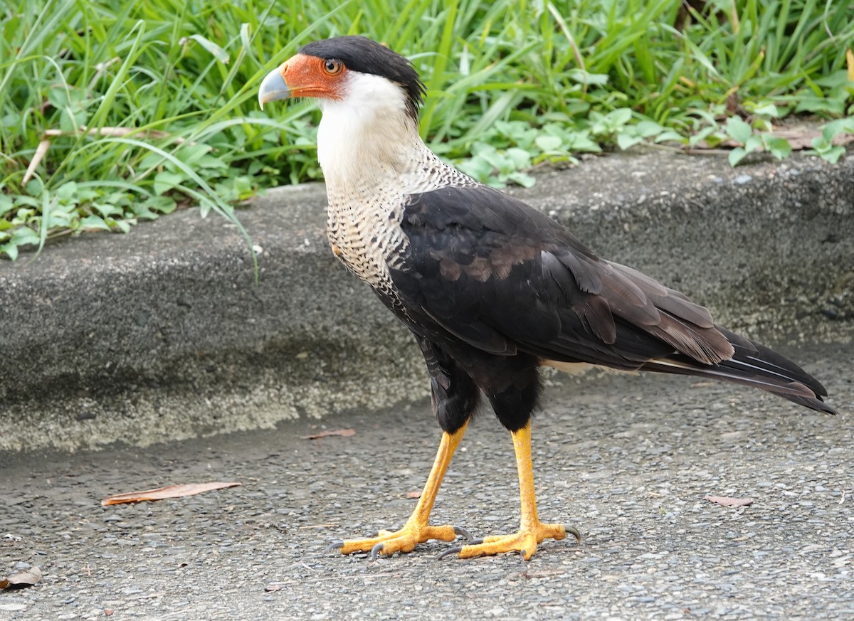 Crested Caracara - ML620670748