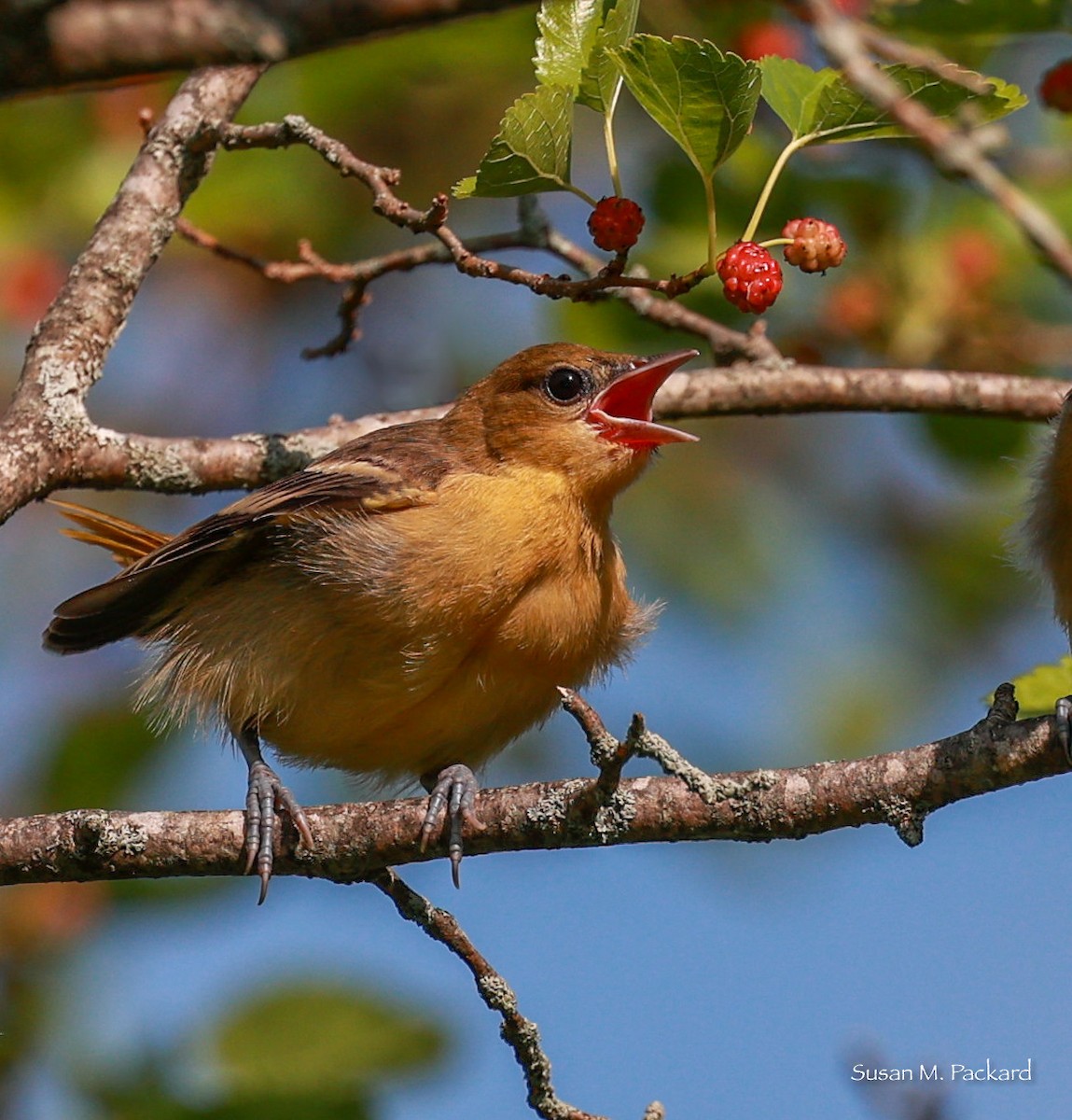 Oriole de Baltimore - ML620670749