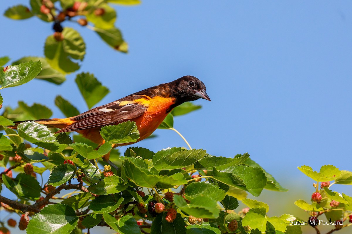 Baltimore Oriole - ML620670750