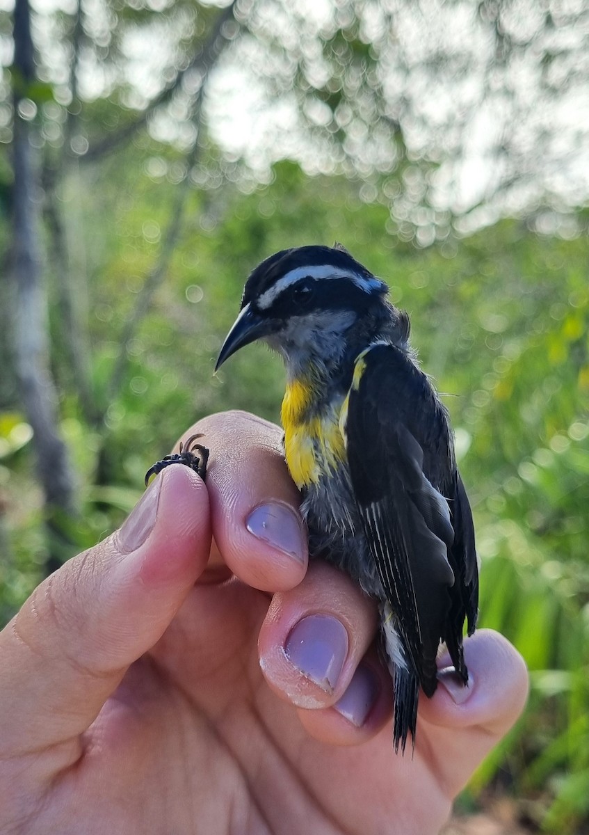 Bananaquit - ML620670751