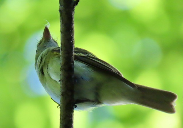 Eastern Wood-Pewee - ML620670759