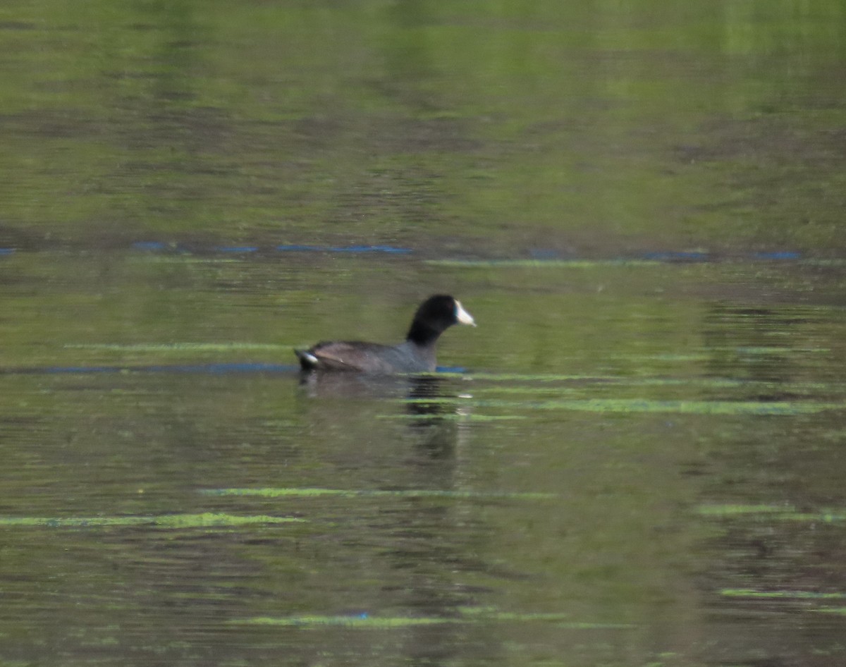 American Coot - ML620670765