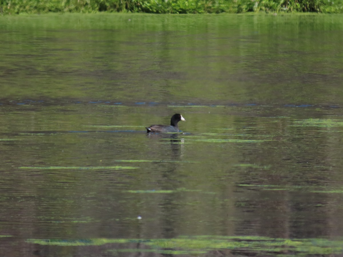 American Coot - Andrew Rivinus