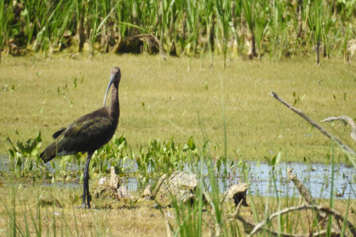 White-faced Ibis - ML620670767