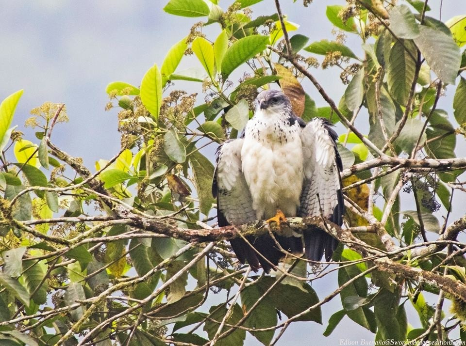 Gray-backed Hawk - ML620670769