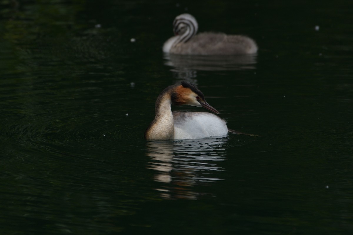 Great Crested Grebe - ML620670774