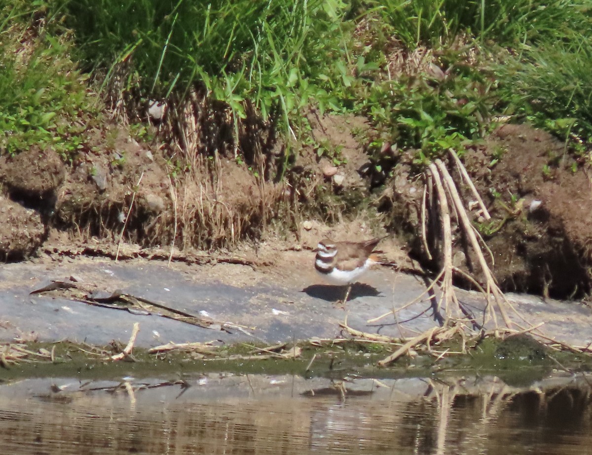 Killdeer - Andrew Rivinus