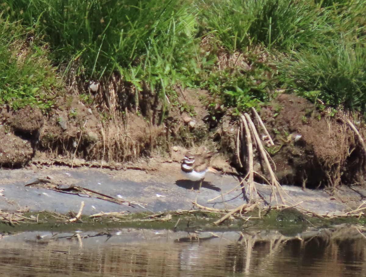 Killdeer - ML620670776