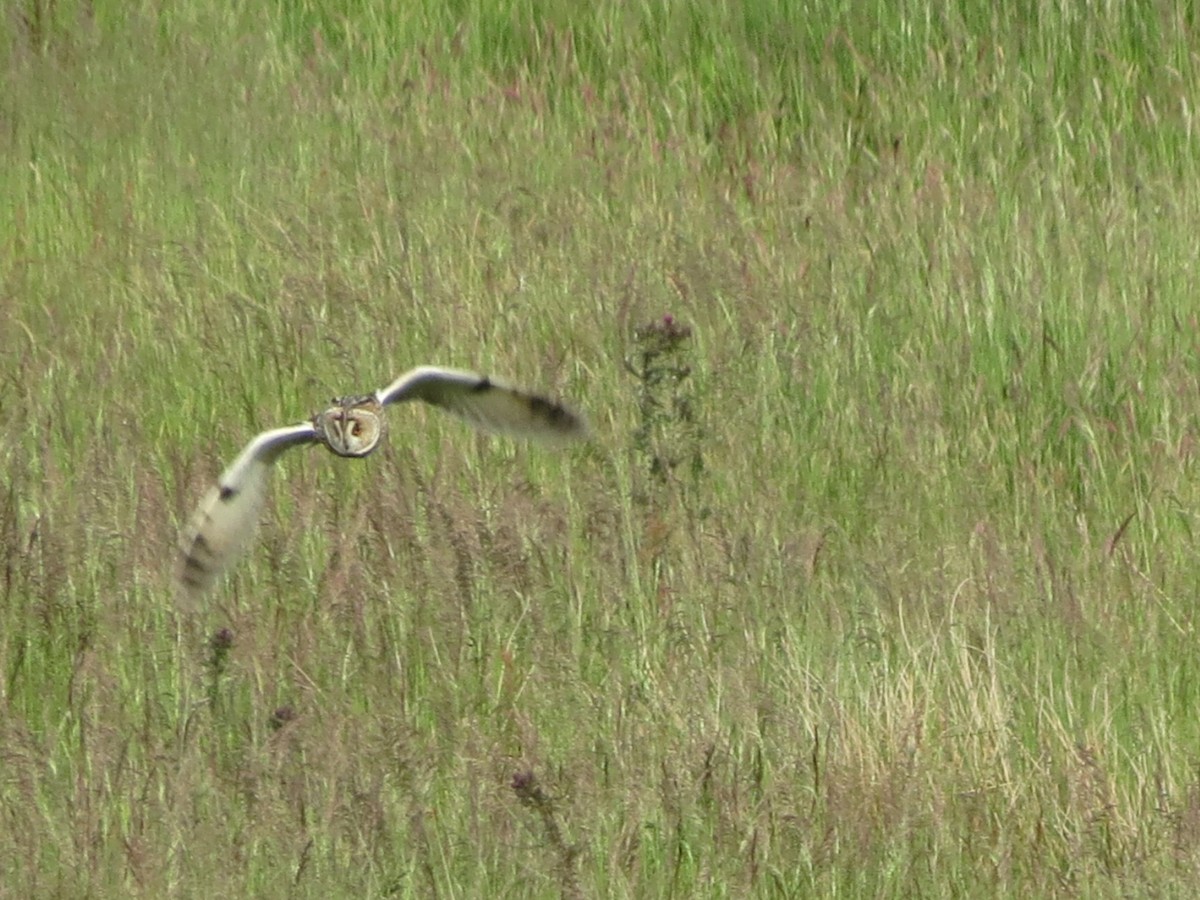 Long-eared Owl - Juvenile Birder