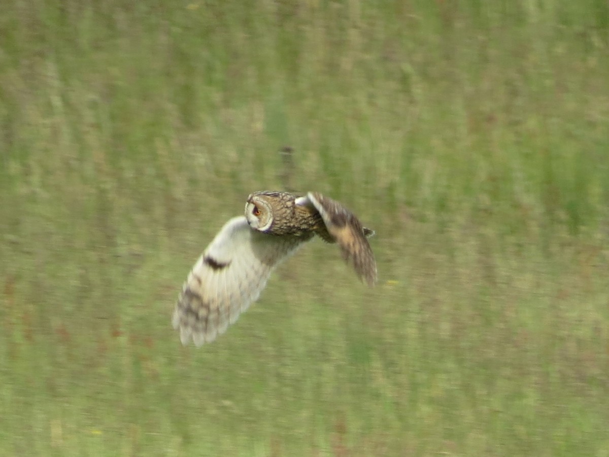 Long-eared Owl - ML620670778