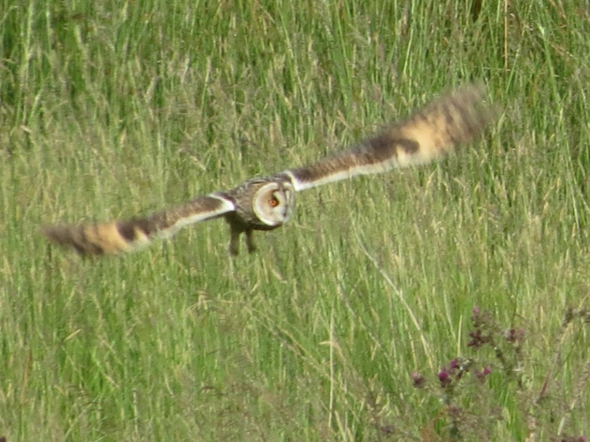 Long-eared Owl - ML620670779