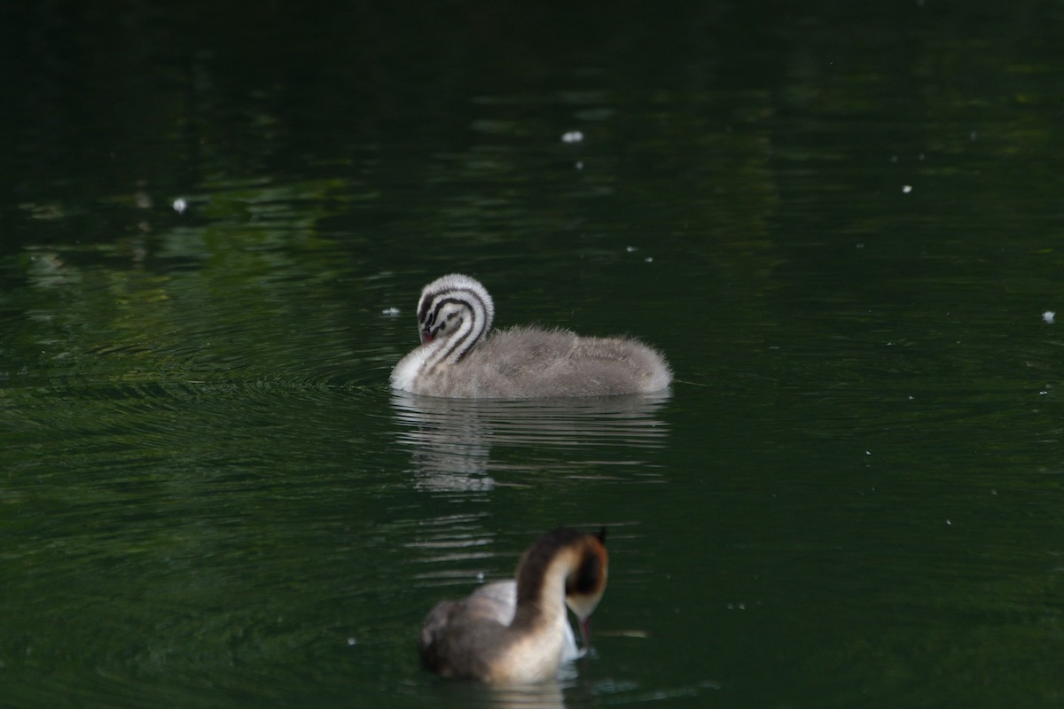 Great Crested Grebe - ML620670781