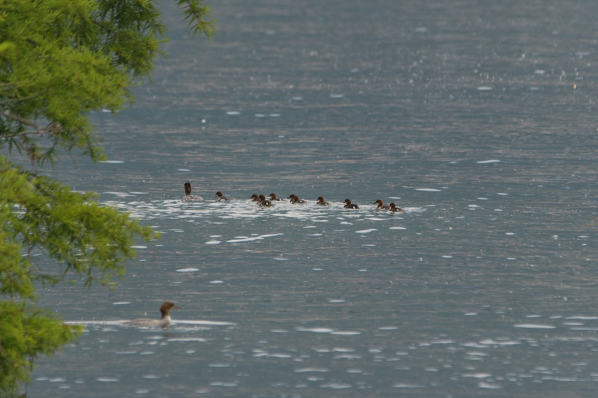 Common Merganser - ML620670784