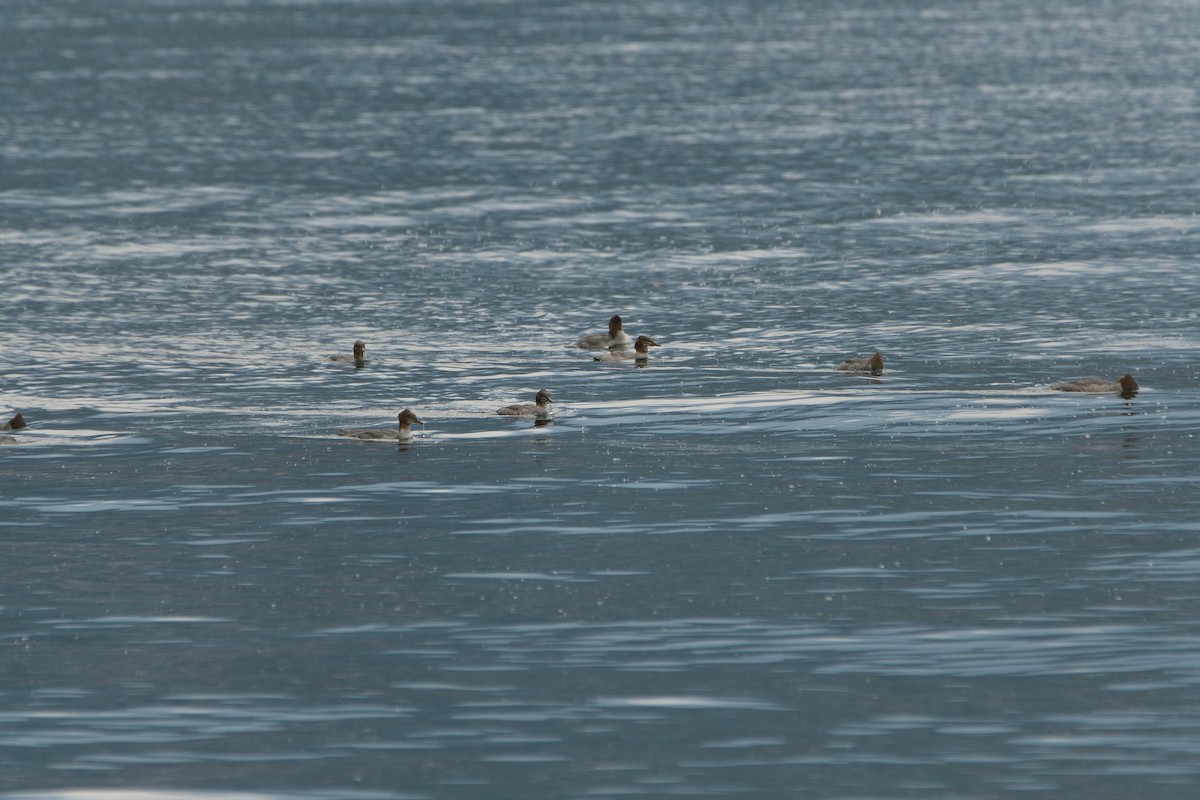 Common Merganser - ML620670786