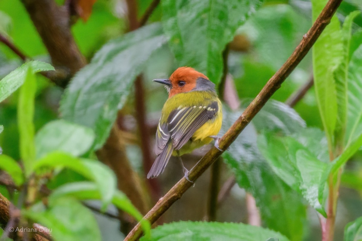 Johnson's Tody-Flycatcher - ML620670789