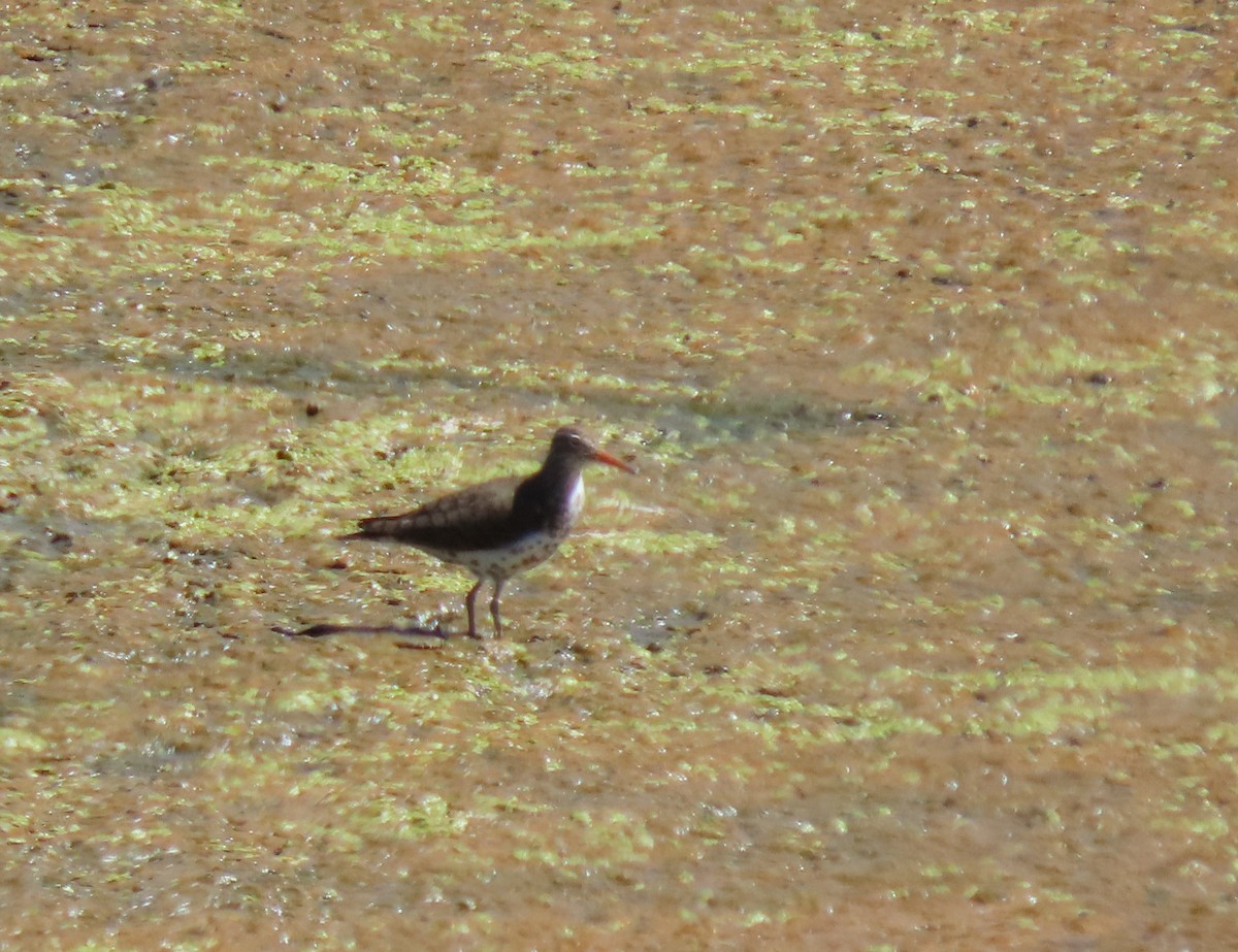 Spotted Sandpiper - ML620670790