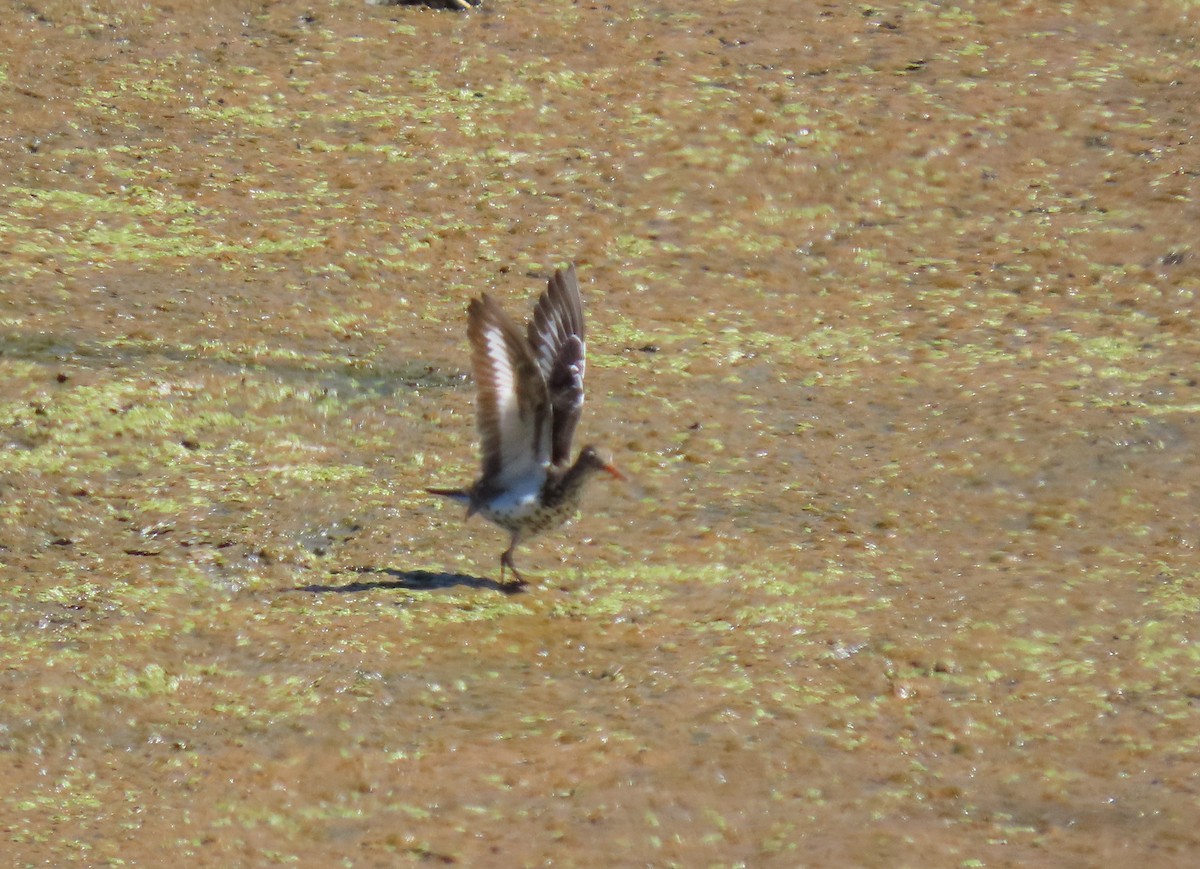 Spotted Sandpiper - ML620670791