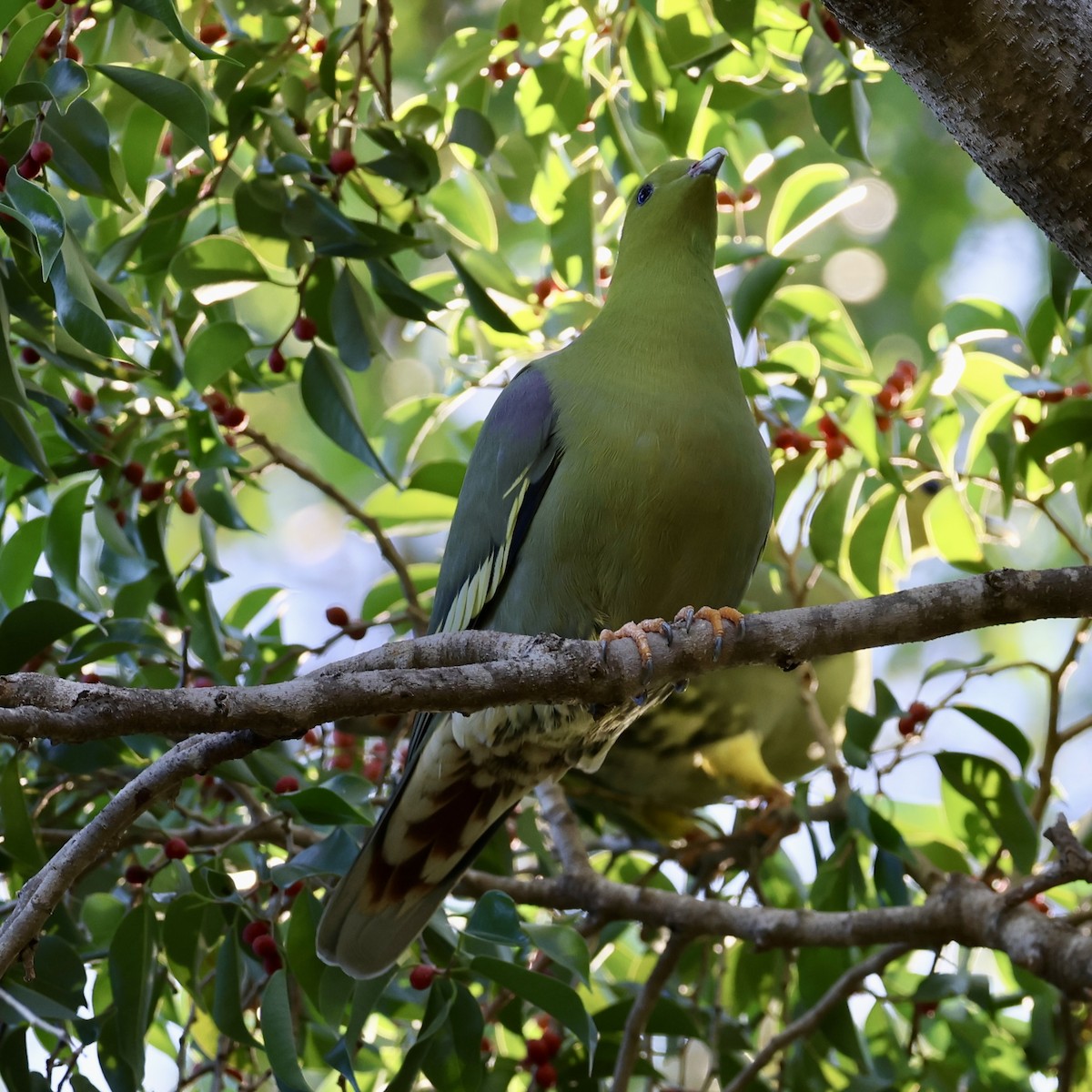 Madagascar Green-Pigeon - ML620670793