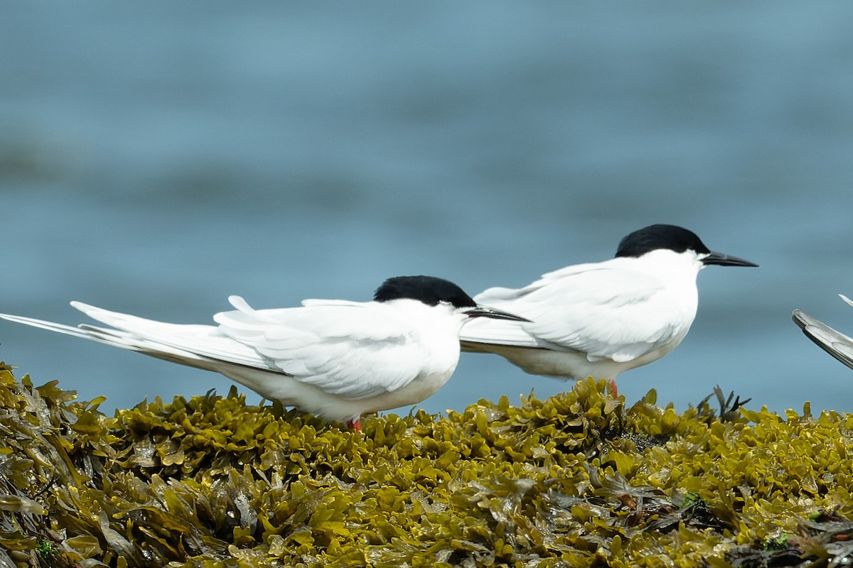 Roseate Tern - ML620670797