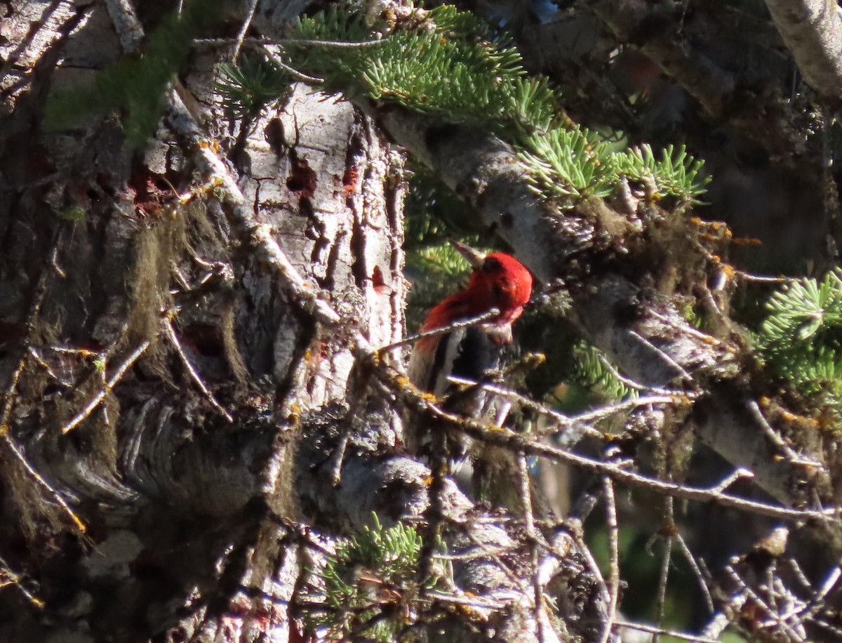 Pic à poitrine rouge - ML620670798