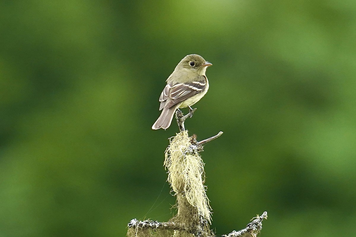 Yellow-bellied Flycatcher - ML620670801