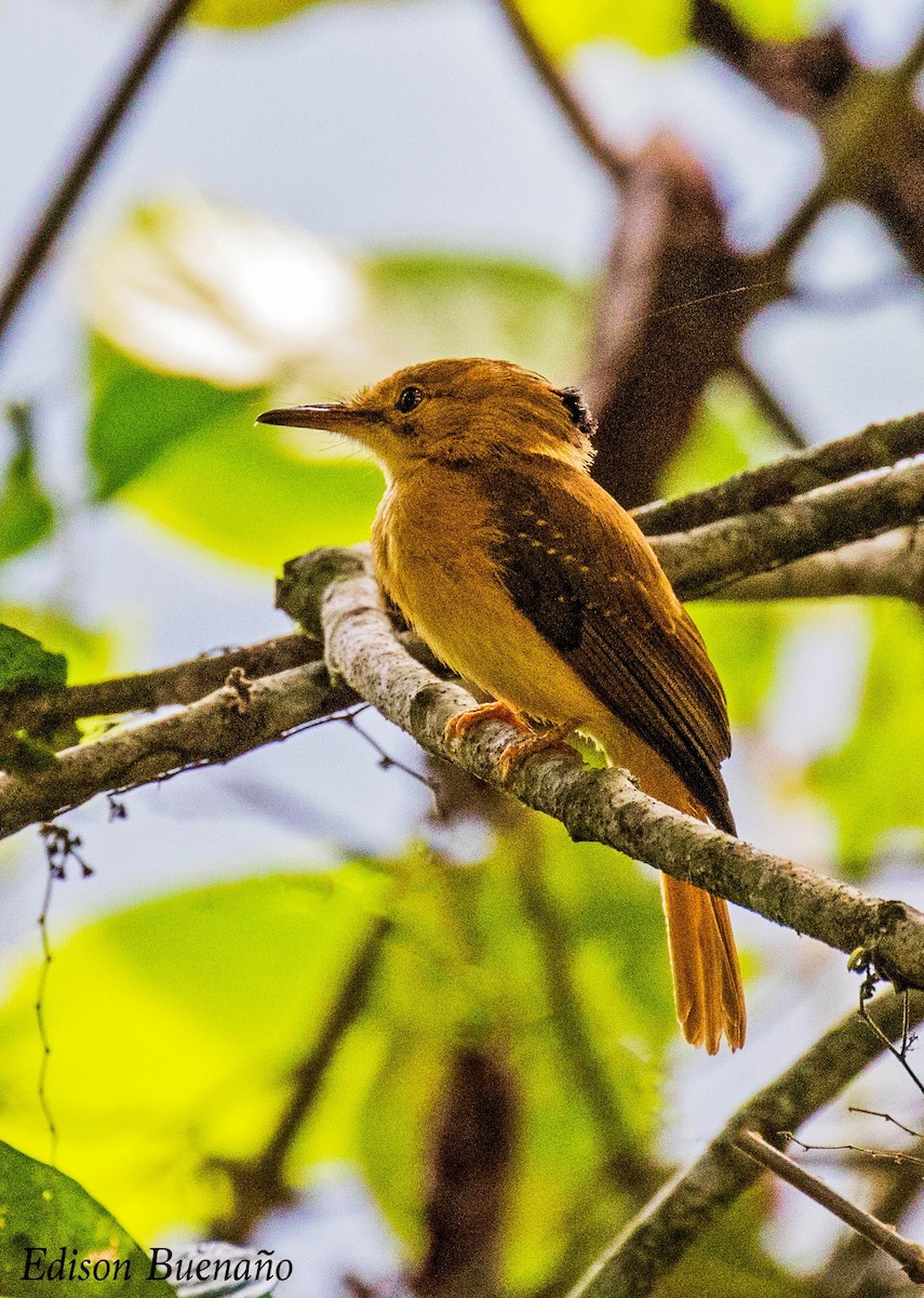 Tropical Royal Flycatcher - ML620670802