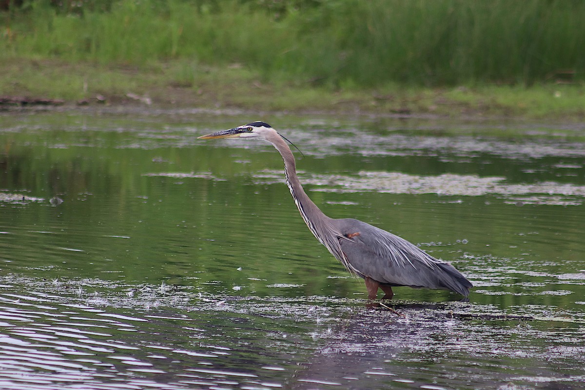 Great Blue Heron - Randy Strauss