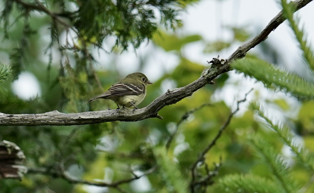 Yellow-bellied Flycatcher - ML620670808