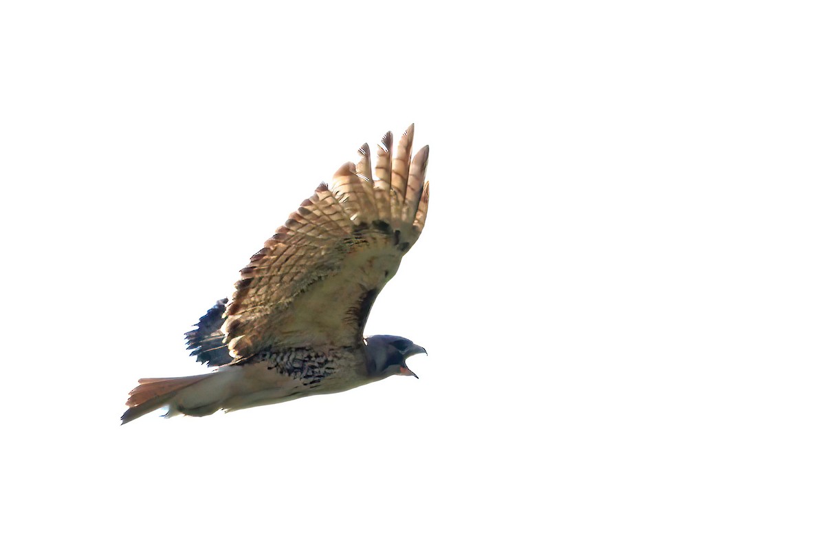 Red-tailed Hawk - ML620670810