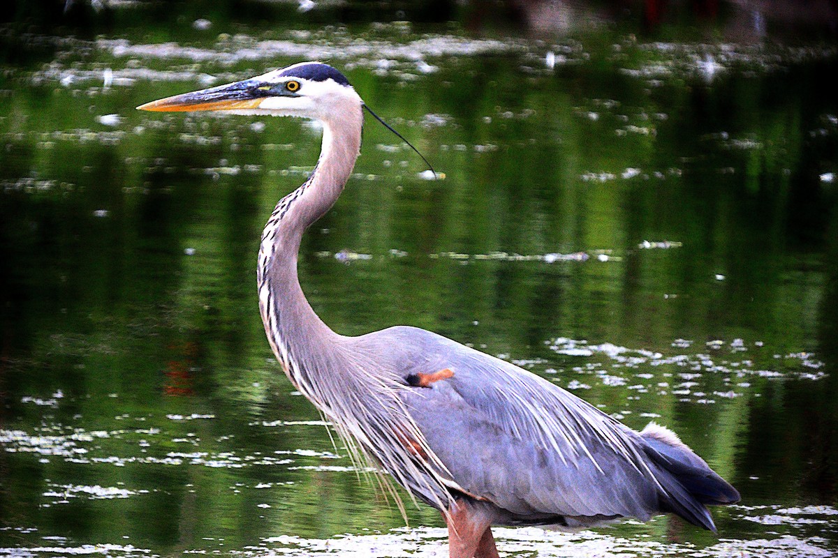 Great Blue Heron - Randy Strauss