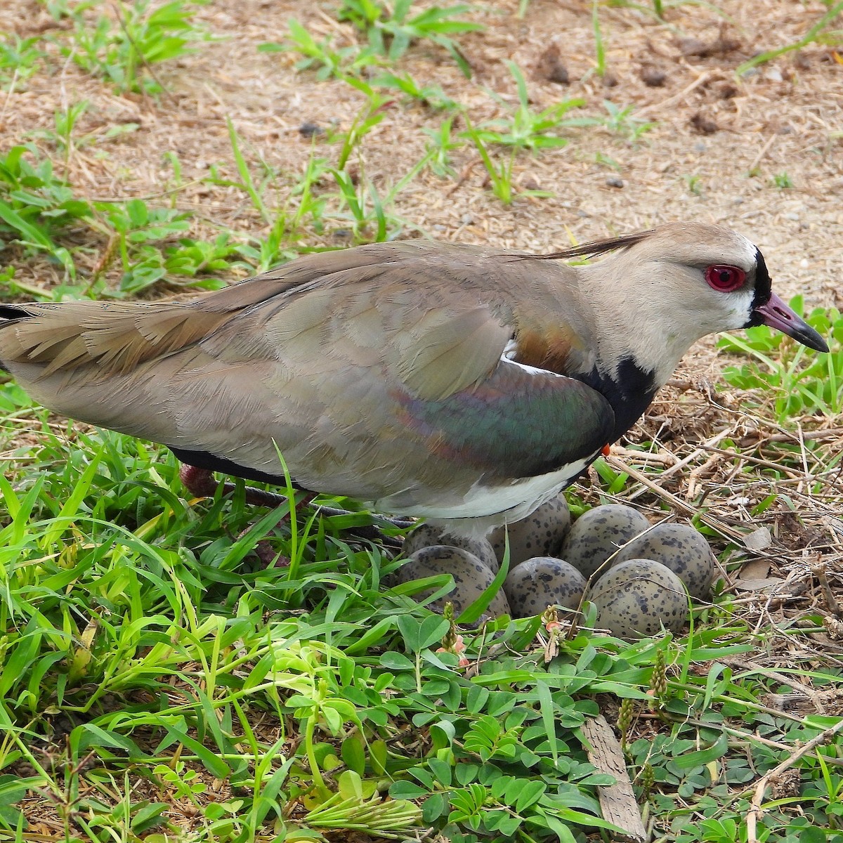 Southern Lapwing - ML620670818