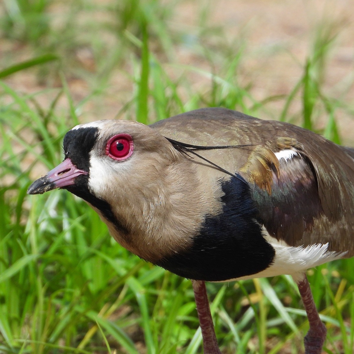 Southern Lapwing - Ramon Mena