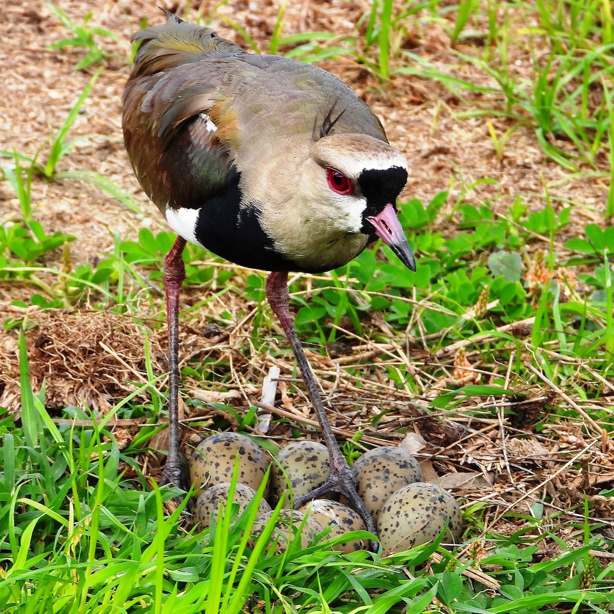 Southern Lapwing - Ramon Mena