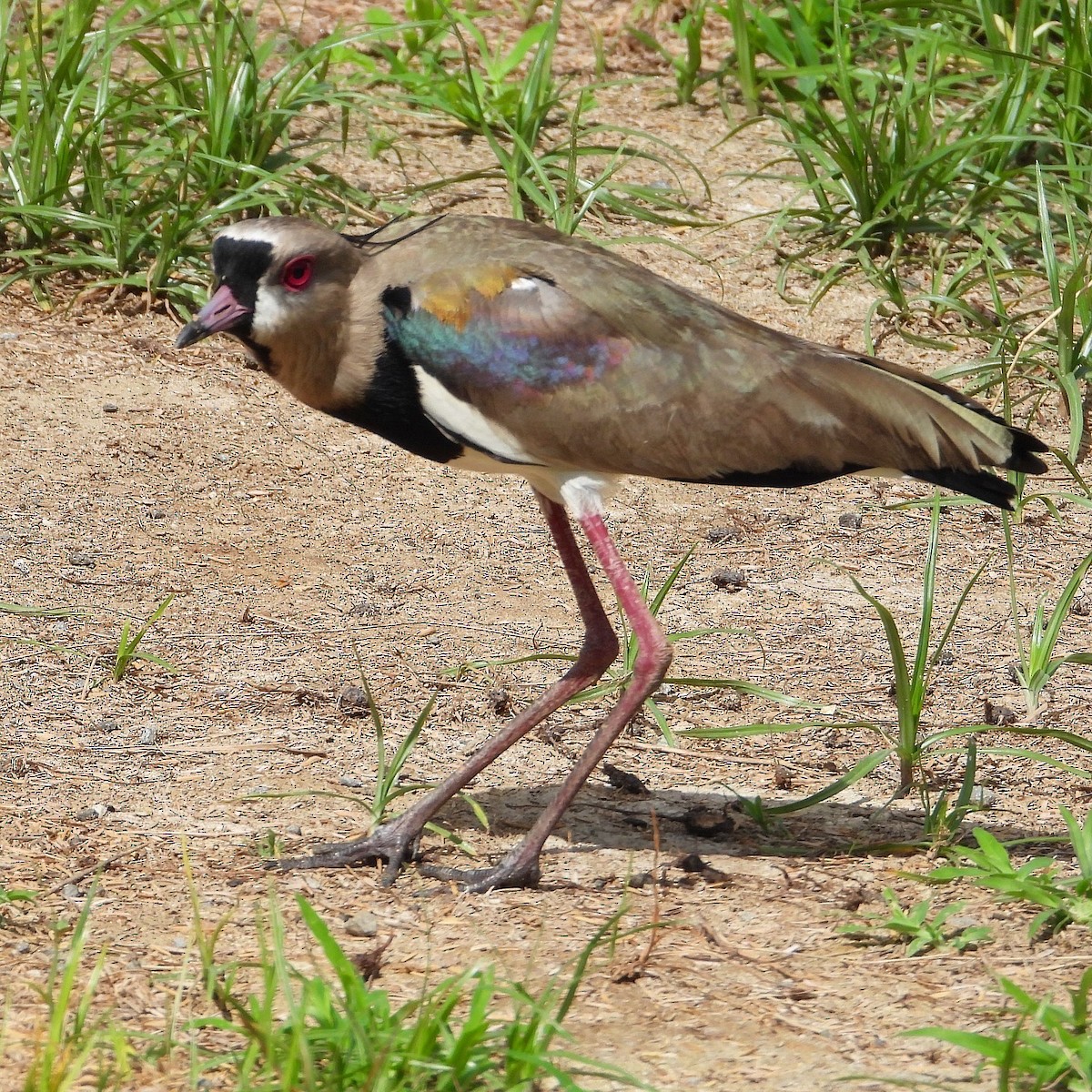 Southern Lapwing - ML620670826