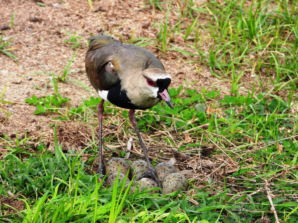 Southern Lapwing - ML620670827