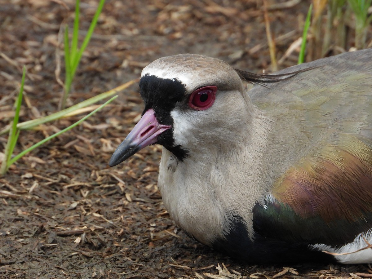 Southern Lapwing - ML620670828