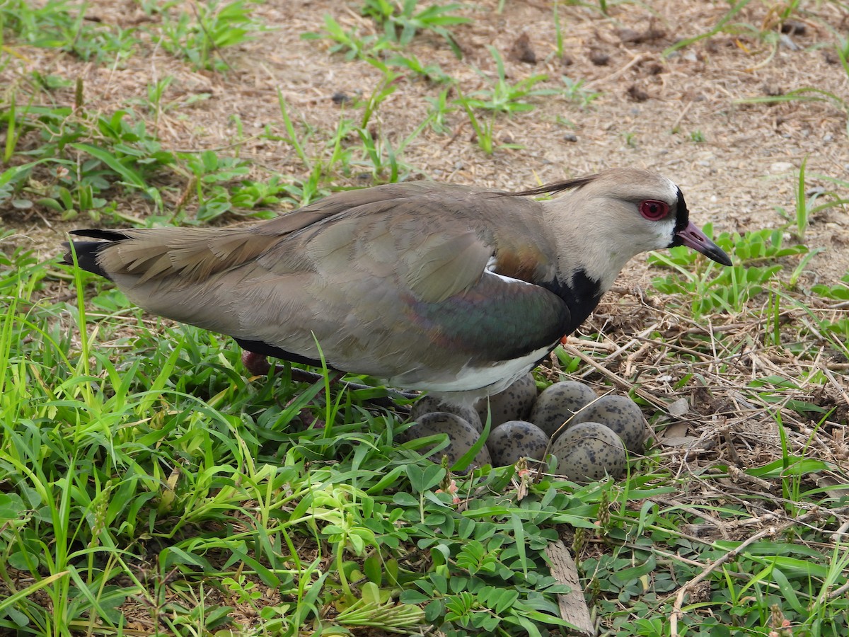 Southern Lapwing - ML620670829