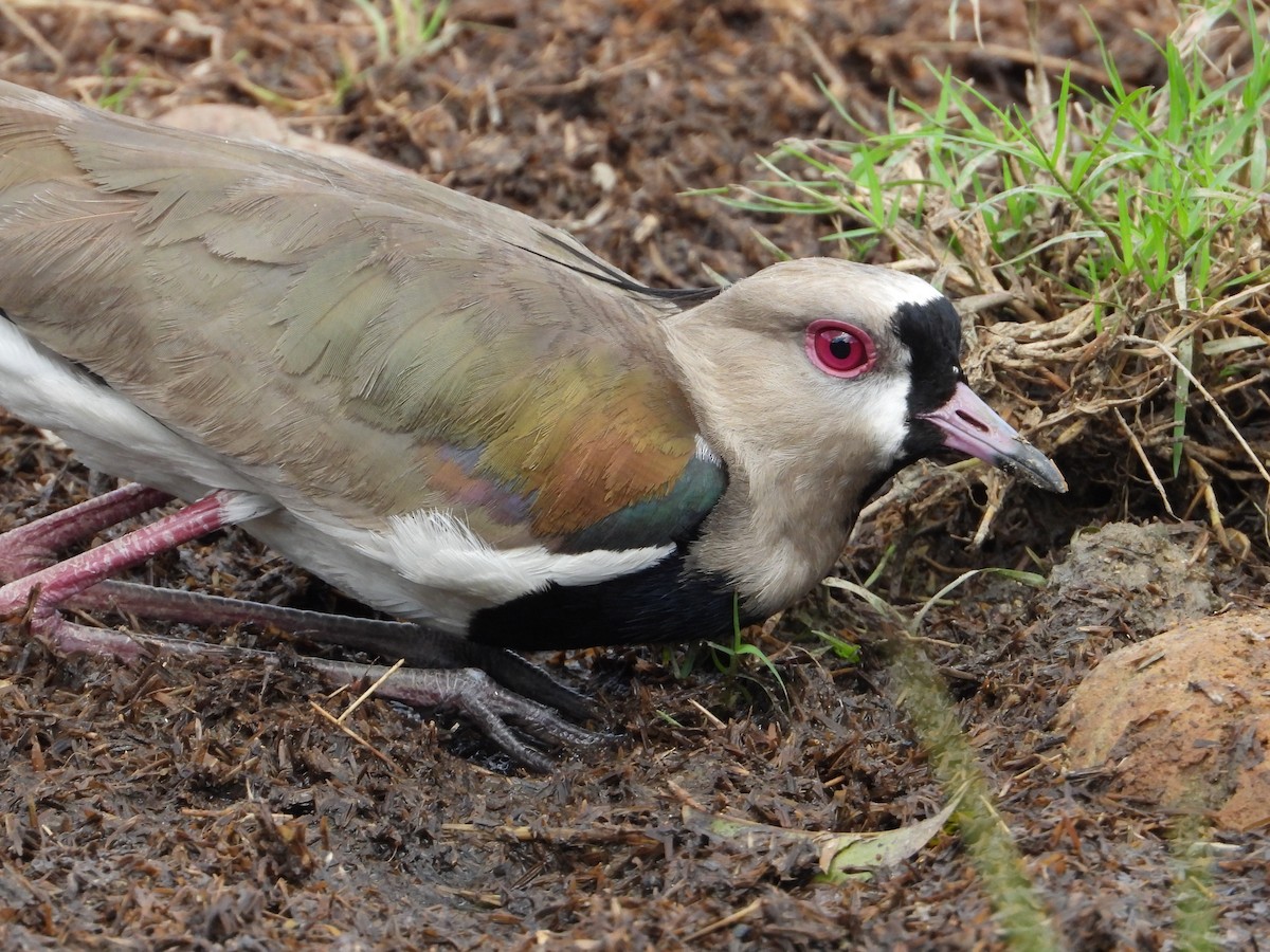 Southern Lapwing - ML620670830