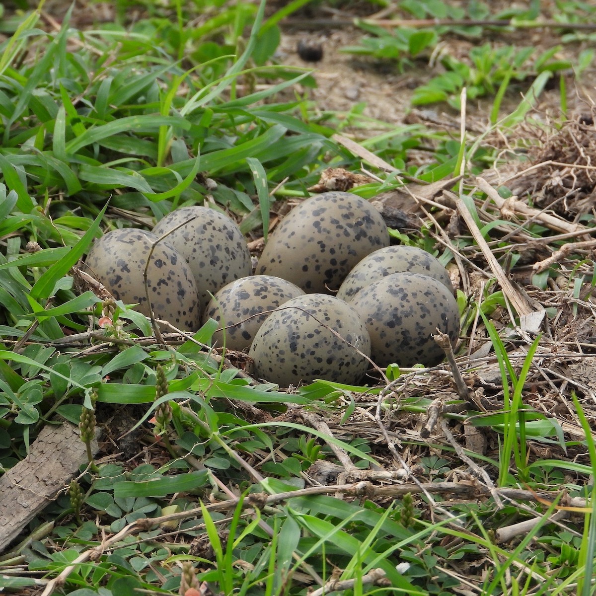 Southern Lapwing - ML620670832