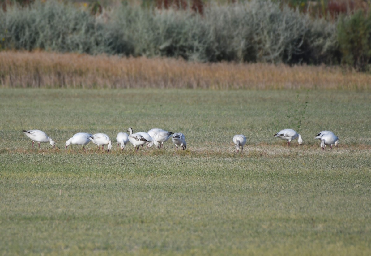 Snow Goose - ML620670839