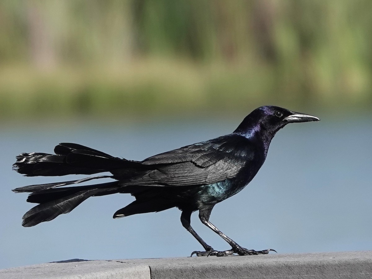 Boat-tailed Grackle - ML620670847