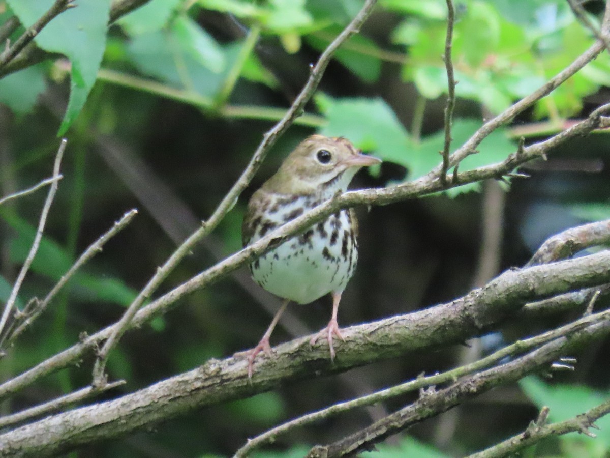 Ovenbird - ML620670853