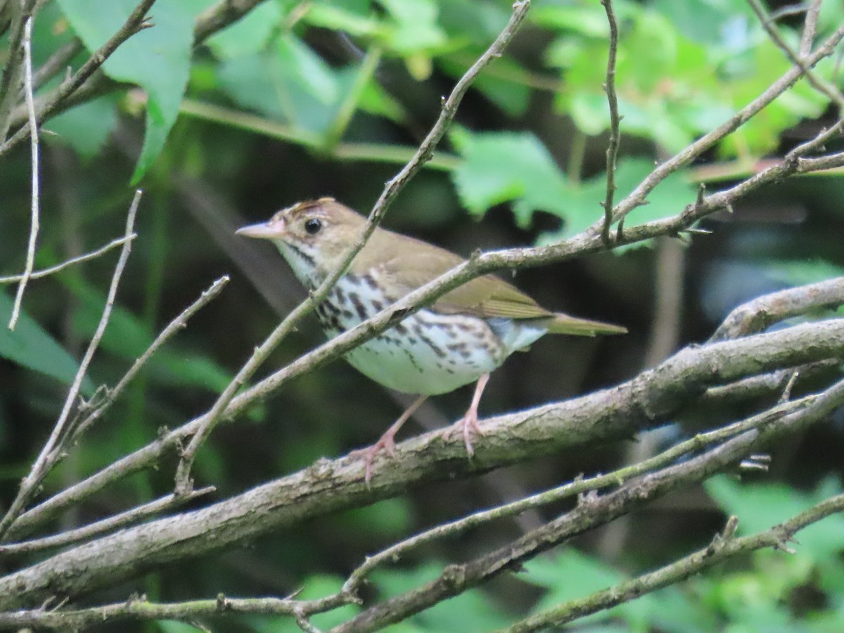 Ovenbird - ML620670854