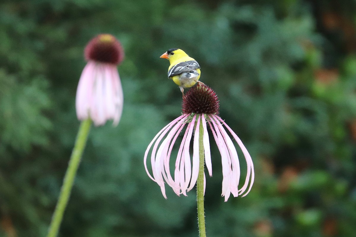 American Goldfinch - ML620670856