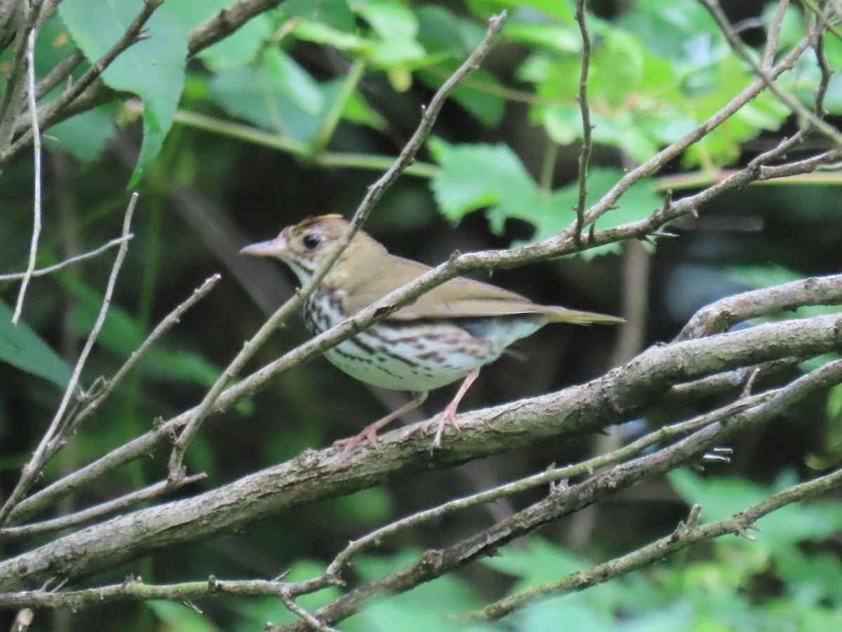 Ovenbird - ML620670857