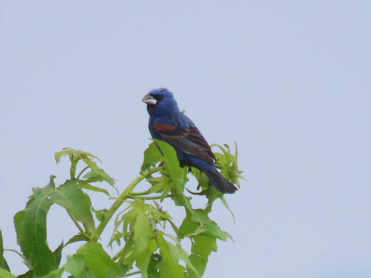 Blue Grosbeak - ML620670859