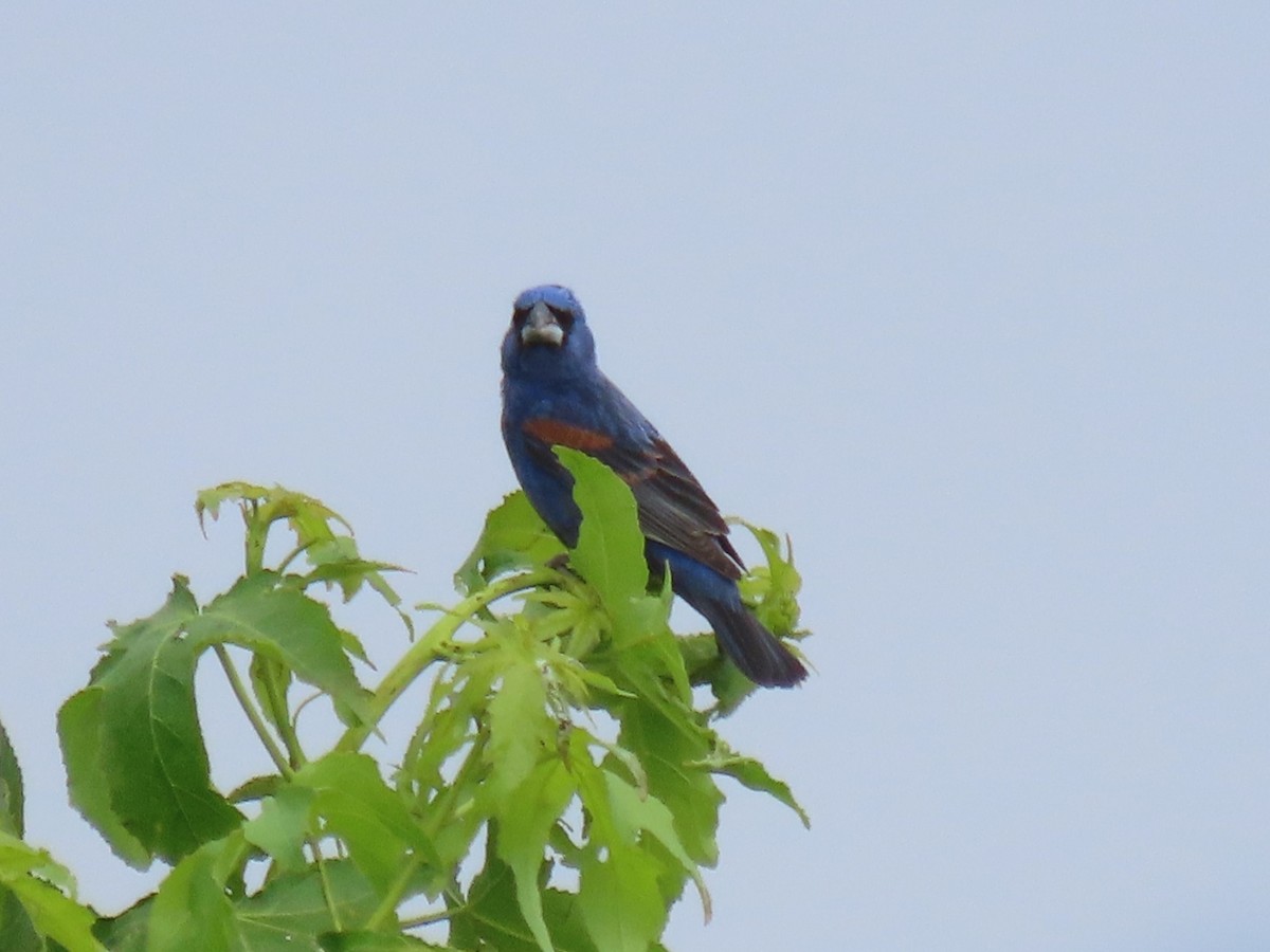 Blue Grosbeak - ML620670860