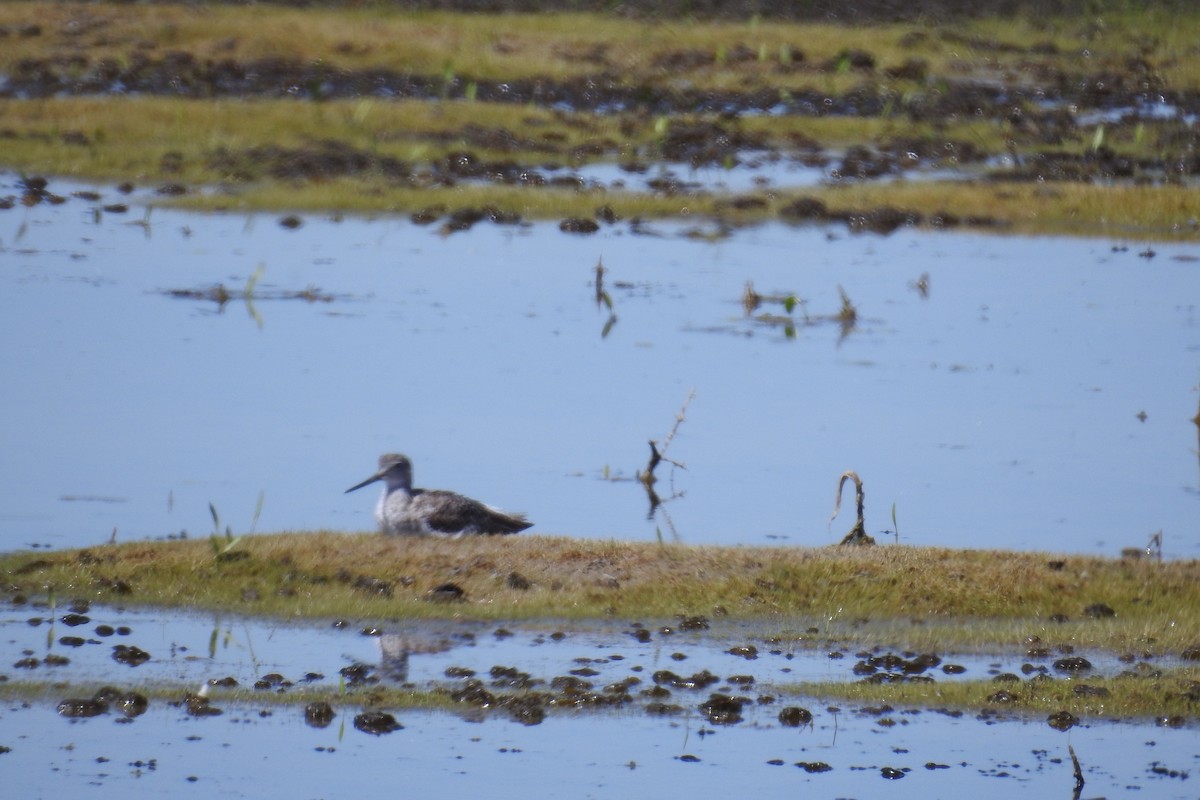 Greater Yellowlegs - ML620670862