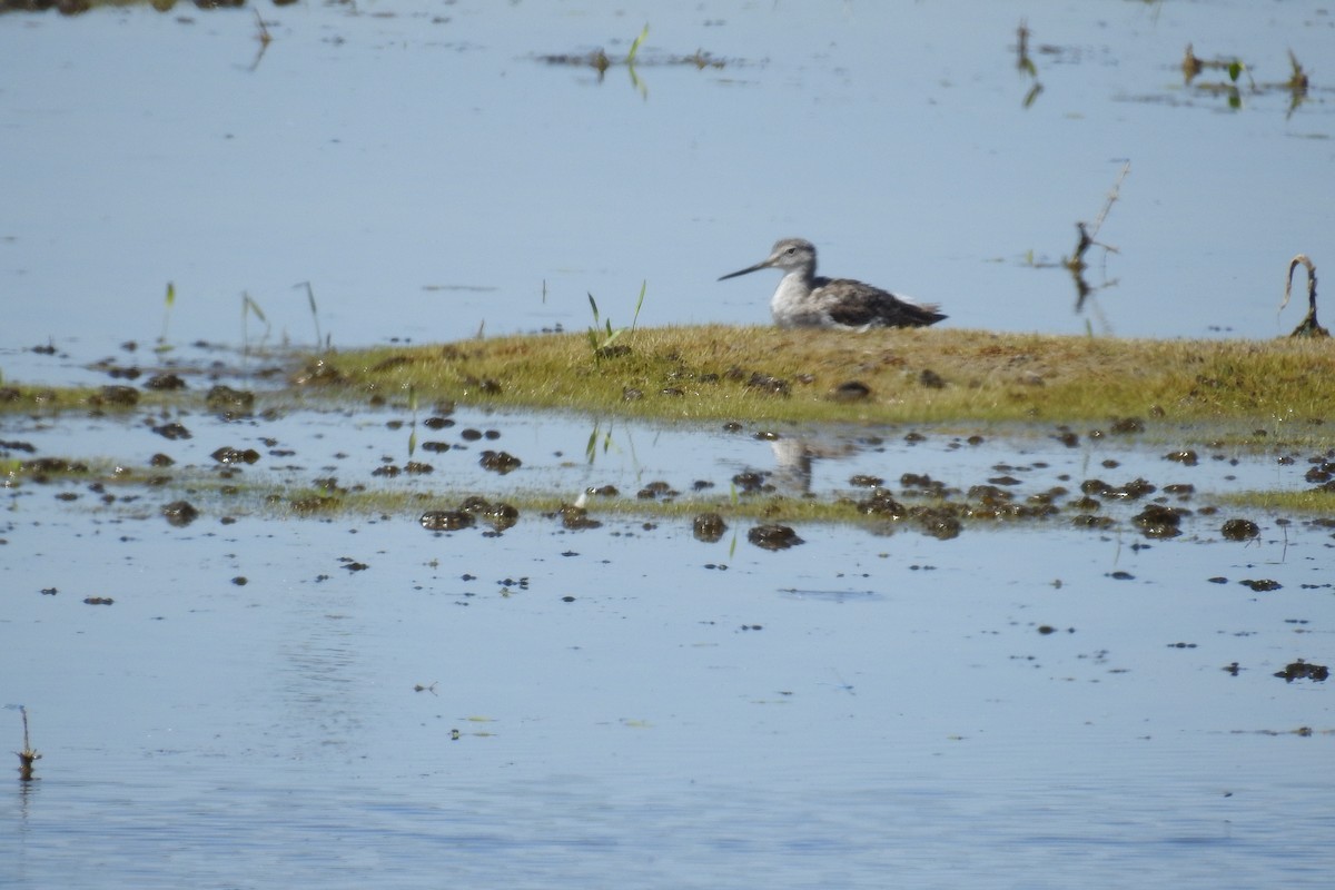 Greater Yellowlegs - ML620670863